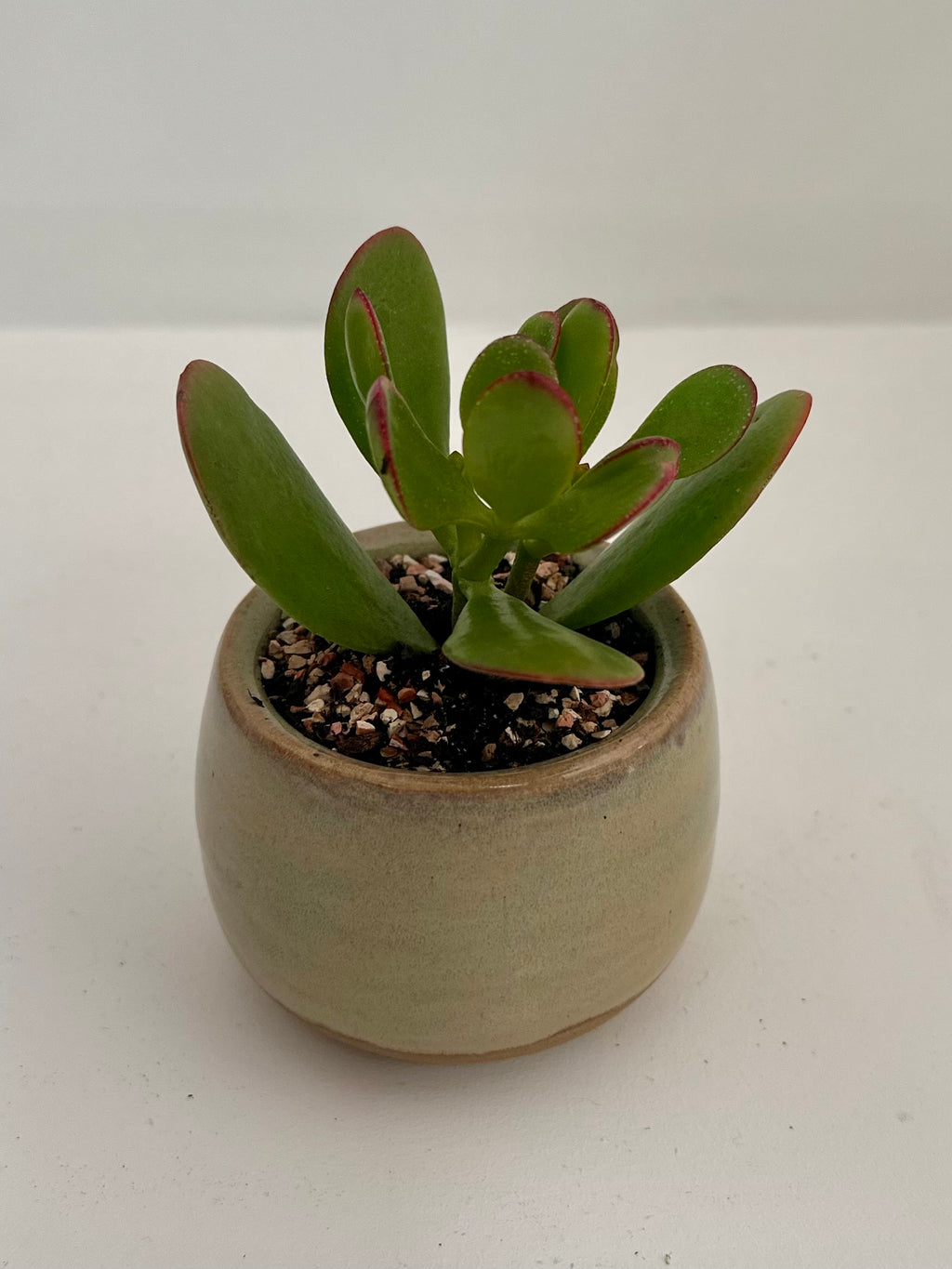Pot sable - succulente