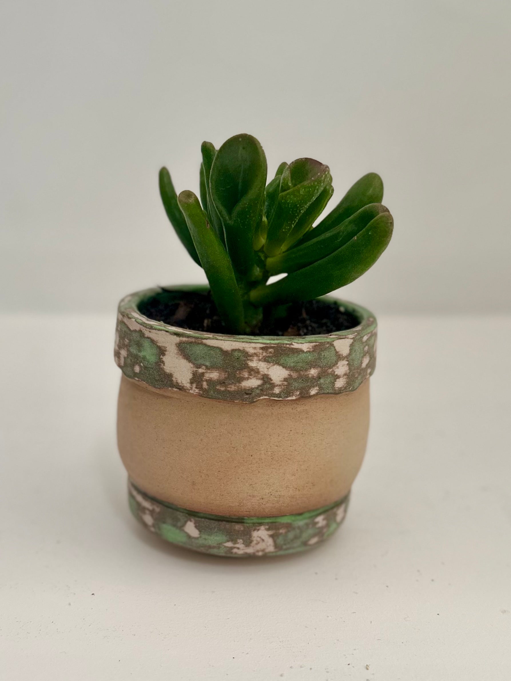 Pot succulente "camouflage"