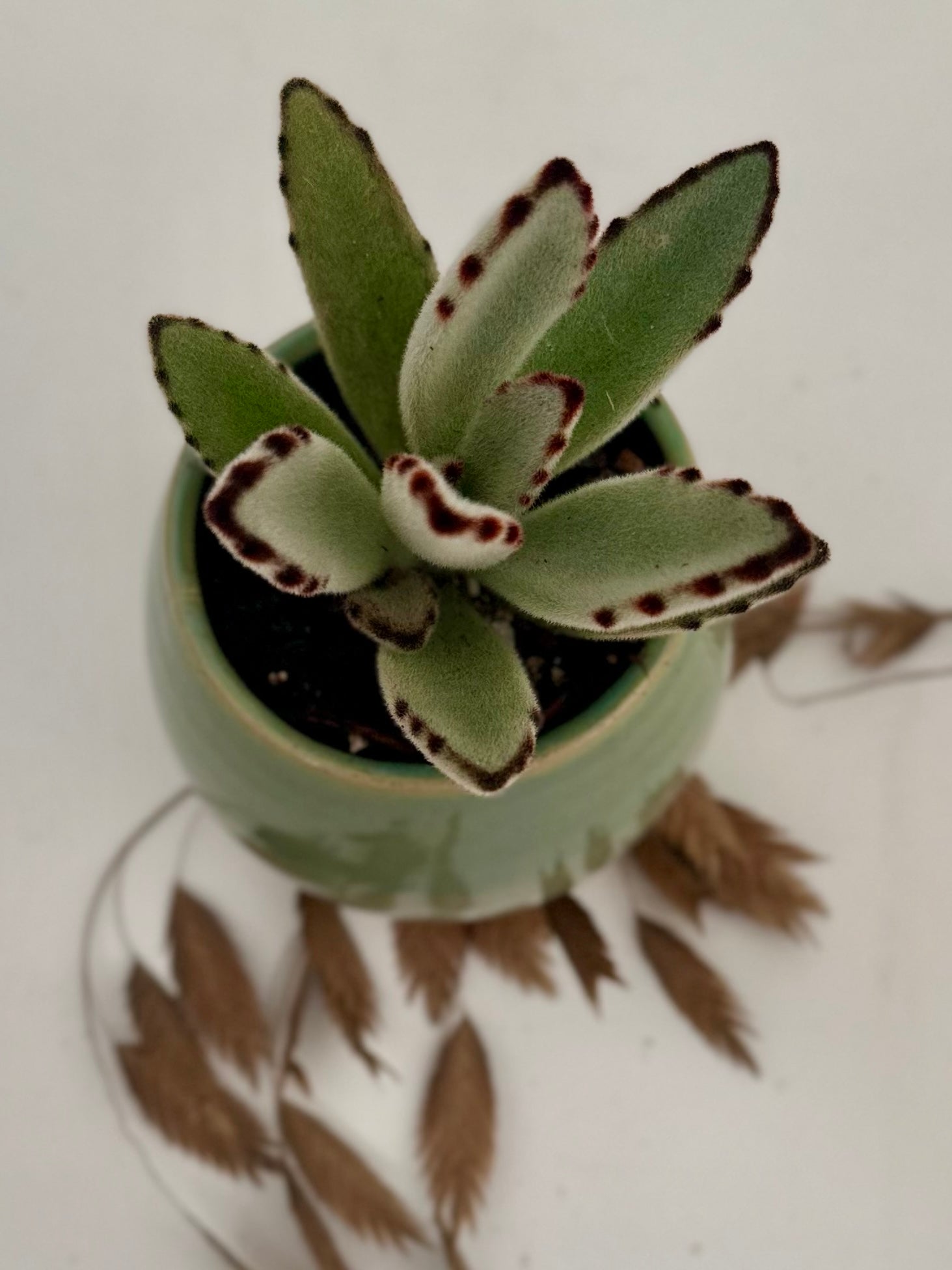 Pot succulente "velours"