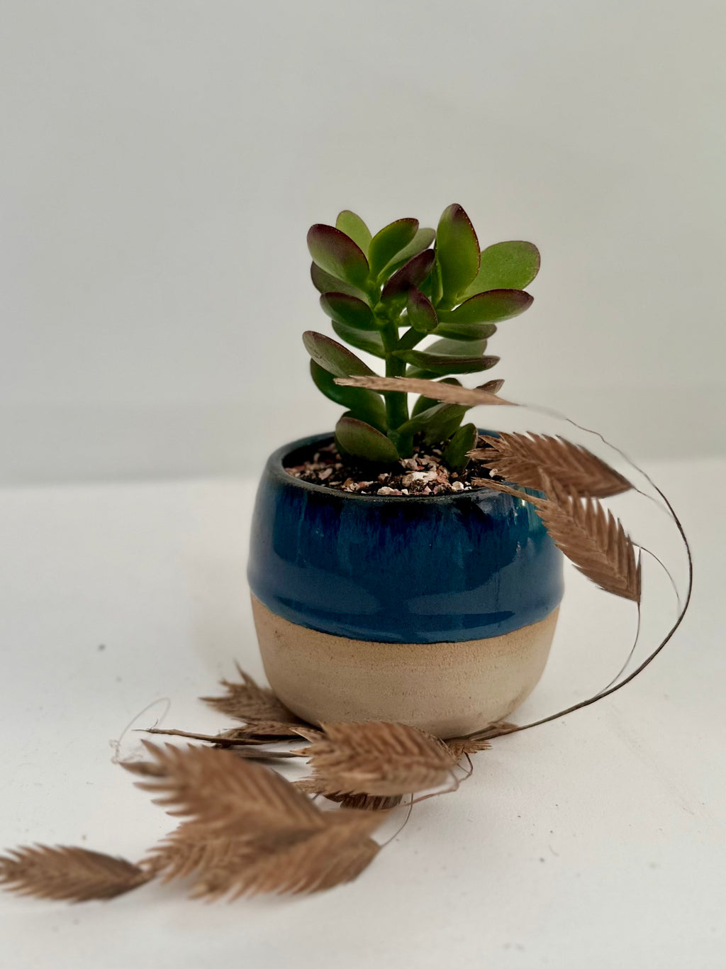 Pot succulente "bleu nuit"