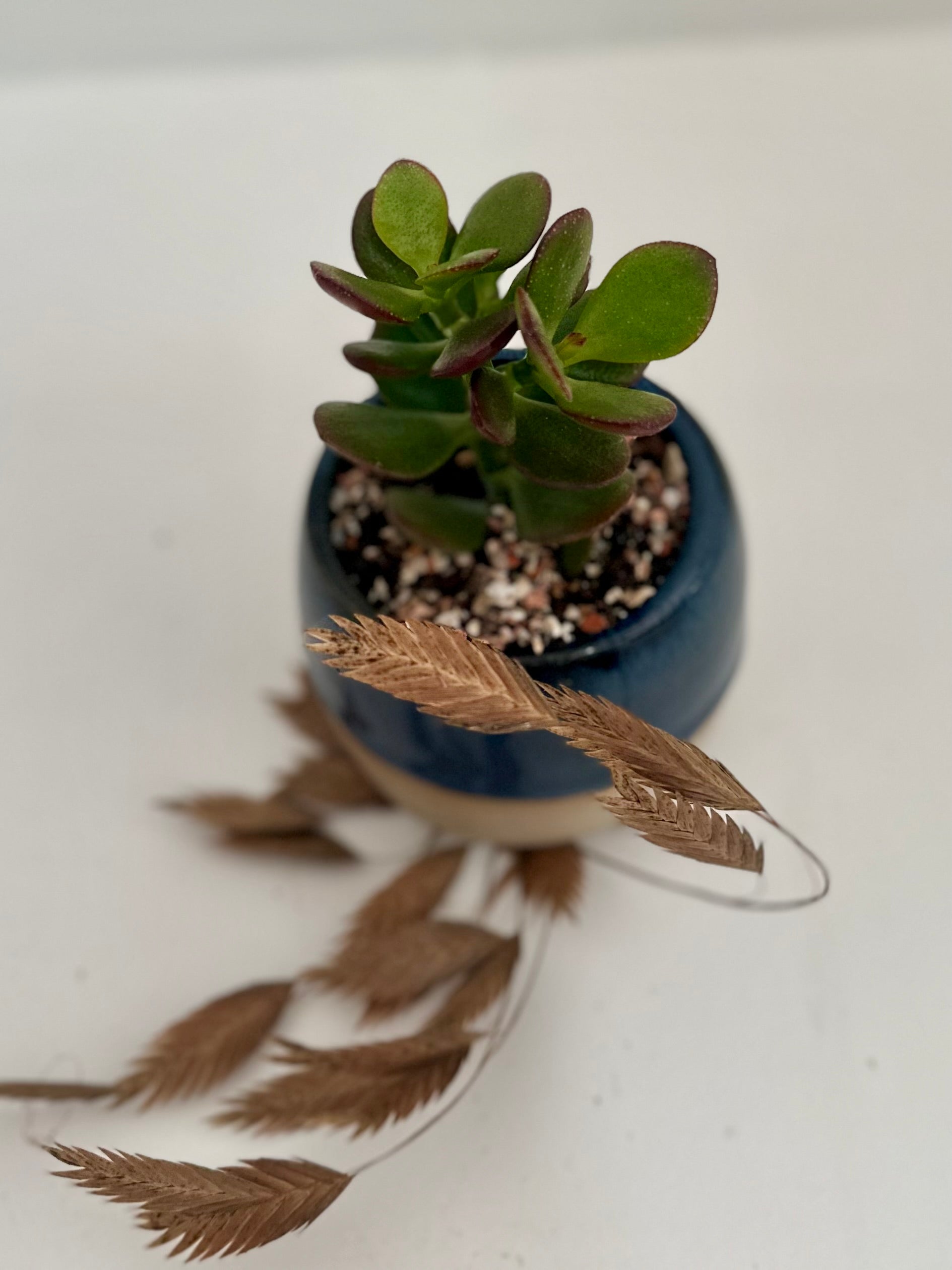 Pot succulente "bleu nuit"