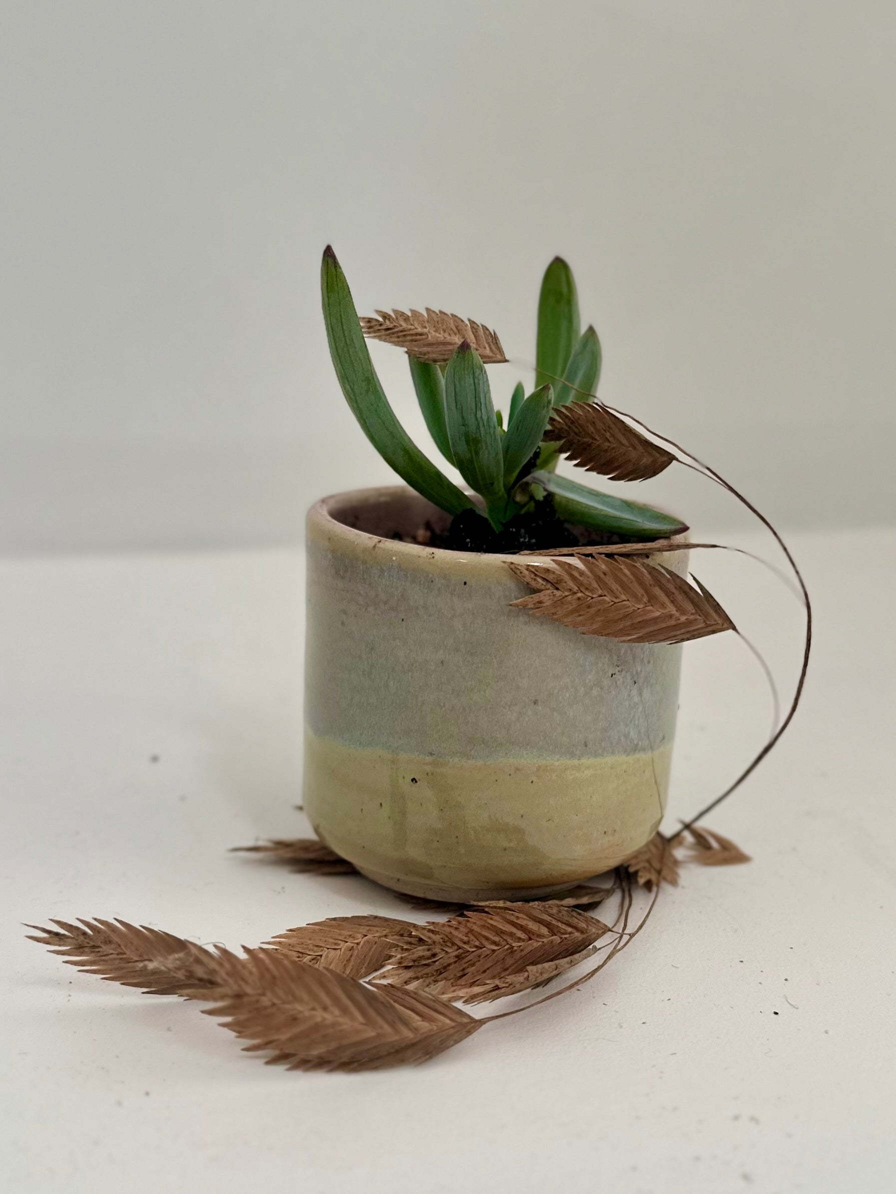 Pot succulent - Sand and sea