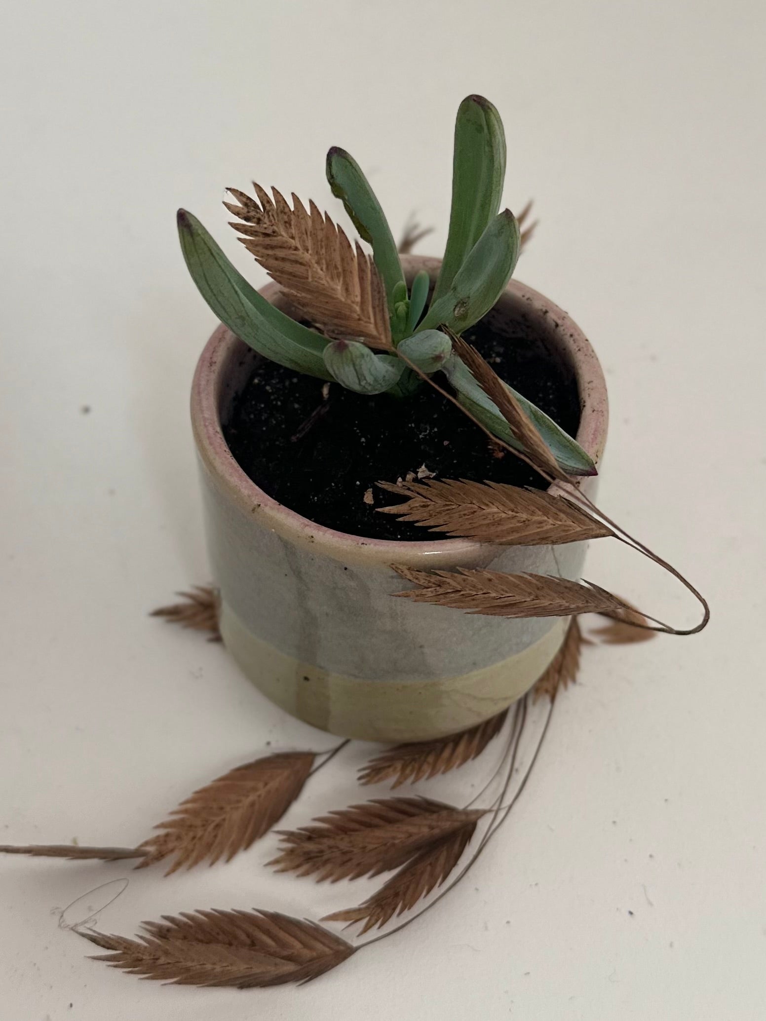 Pot succulent - Sand and sea