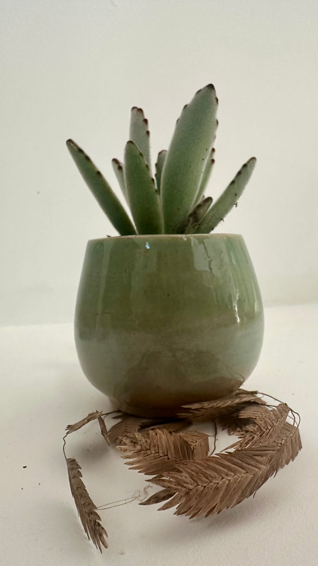 Pot succulente "velours"
