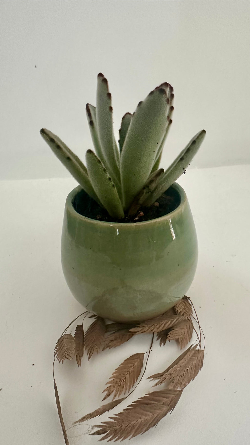 Pot succulente "velours"