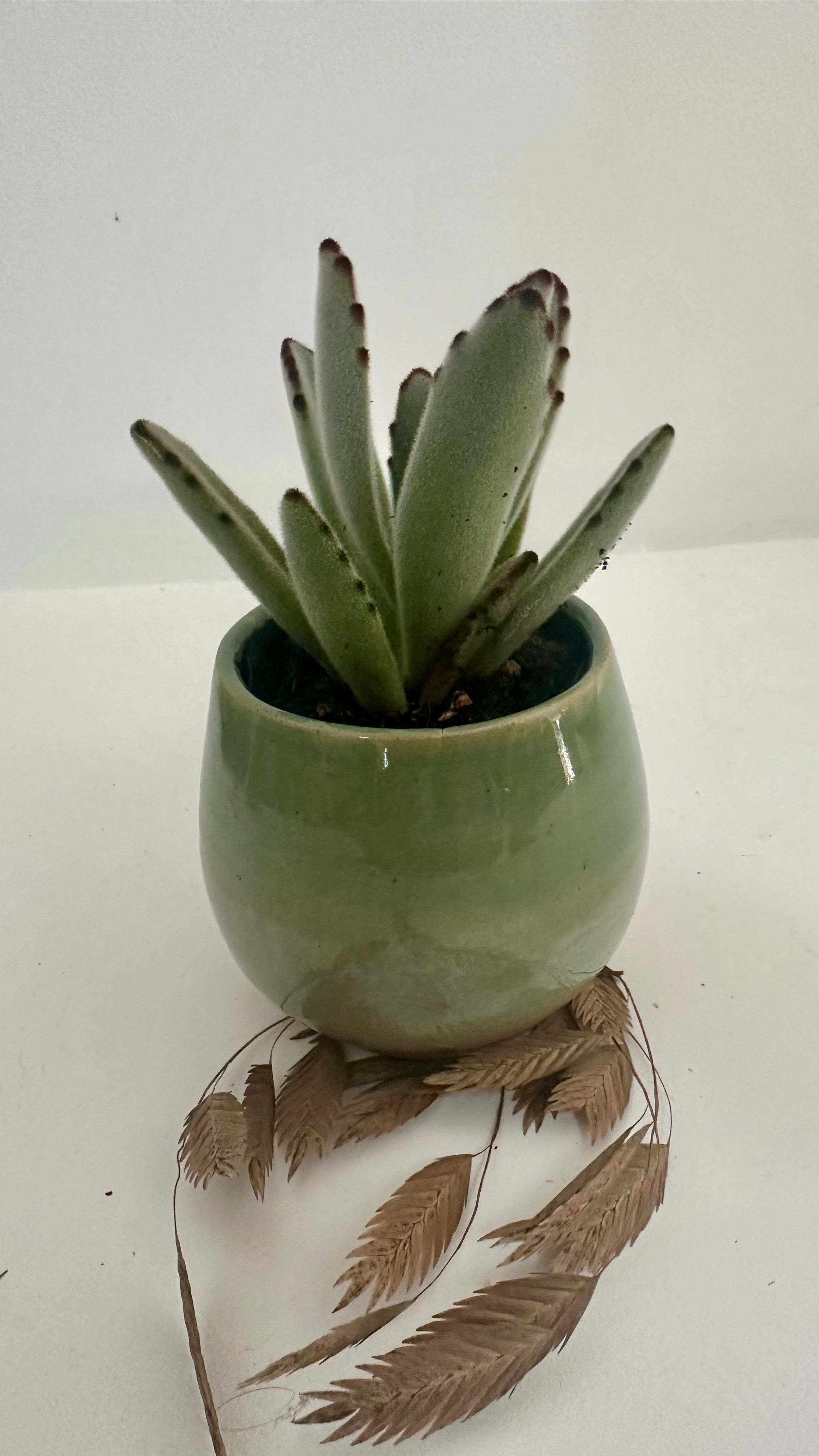 Pot succulente "velours"