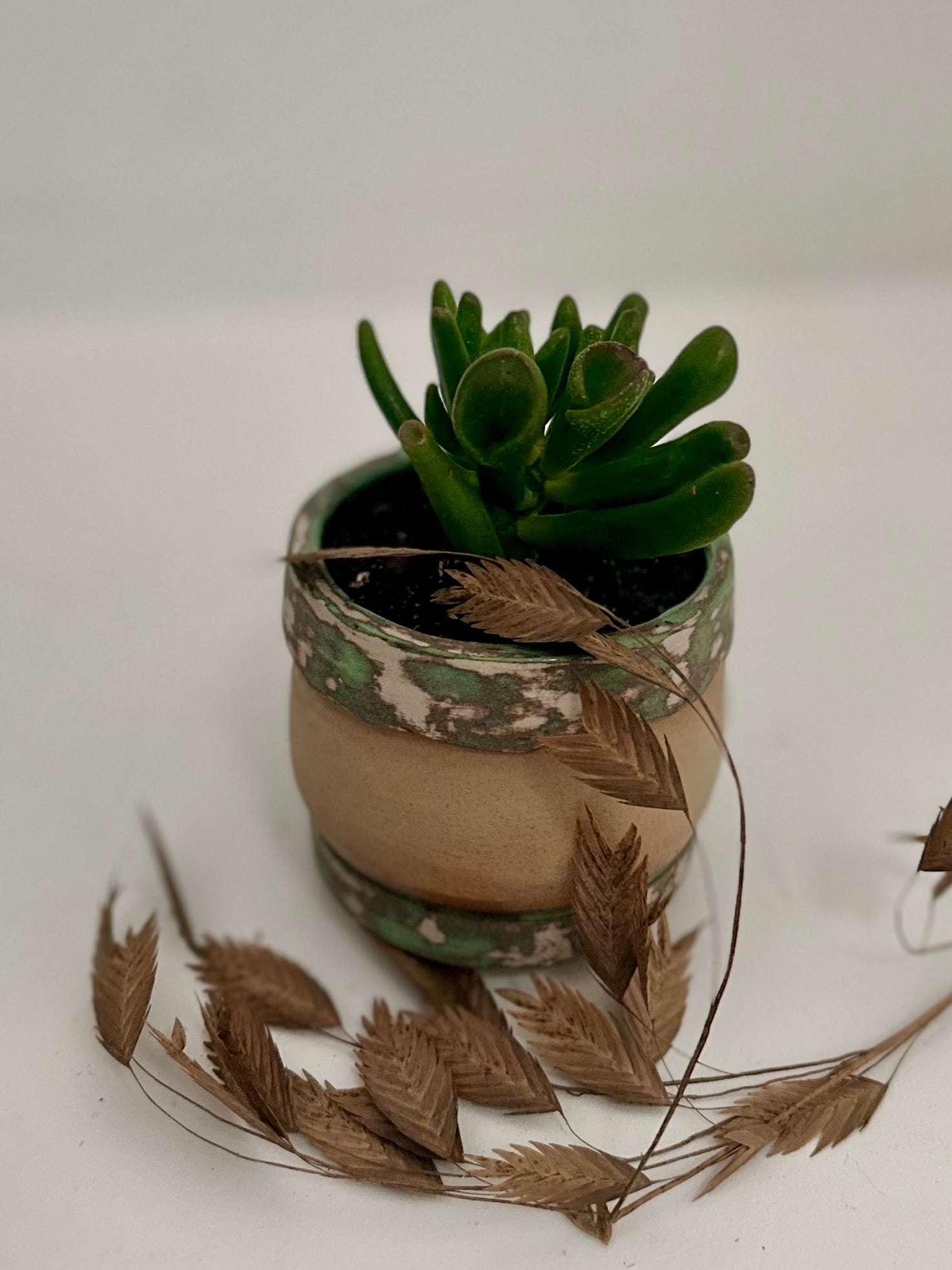 Pot succulente "camouflage"