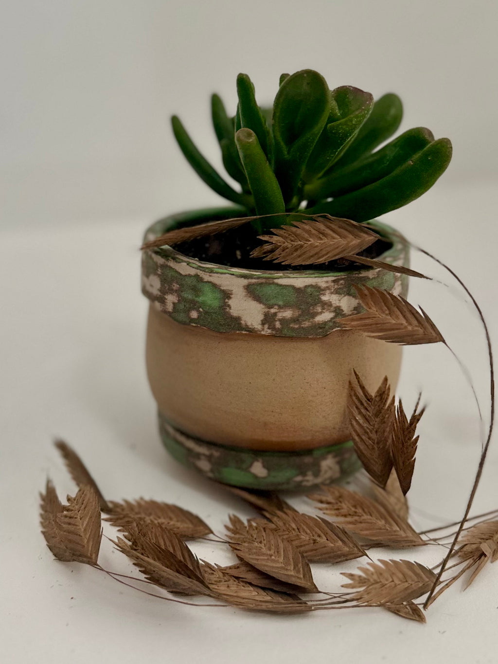 Pot succulente "camouflage"