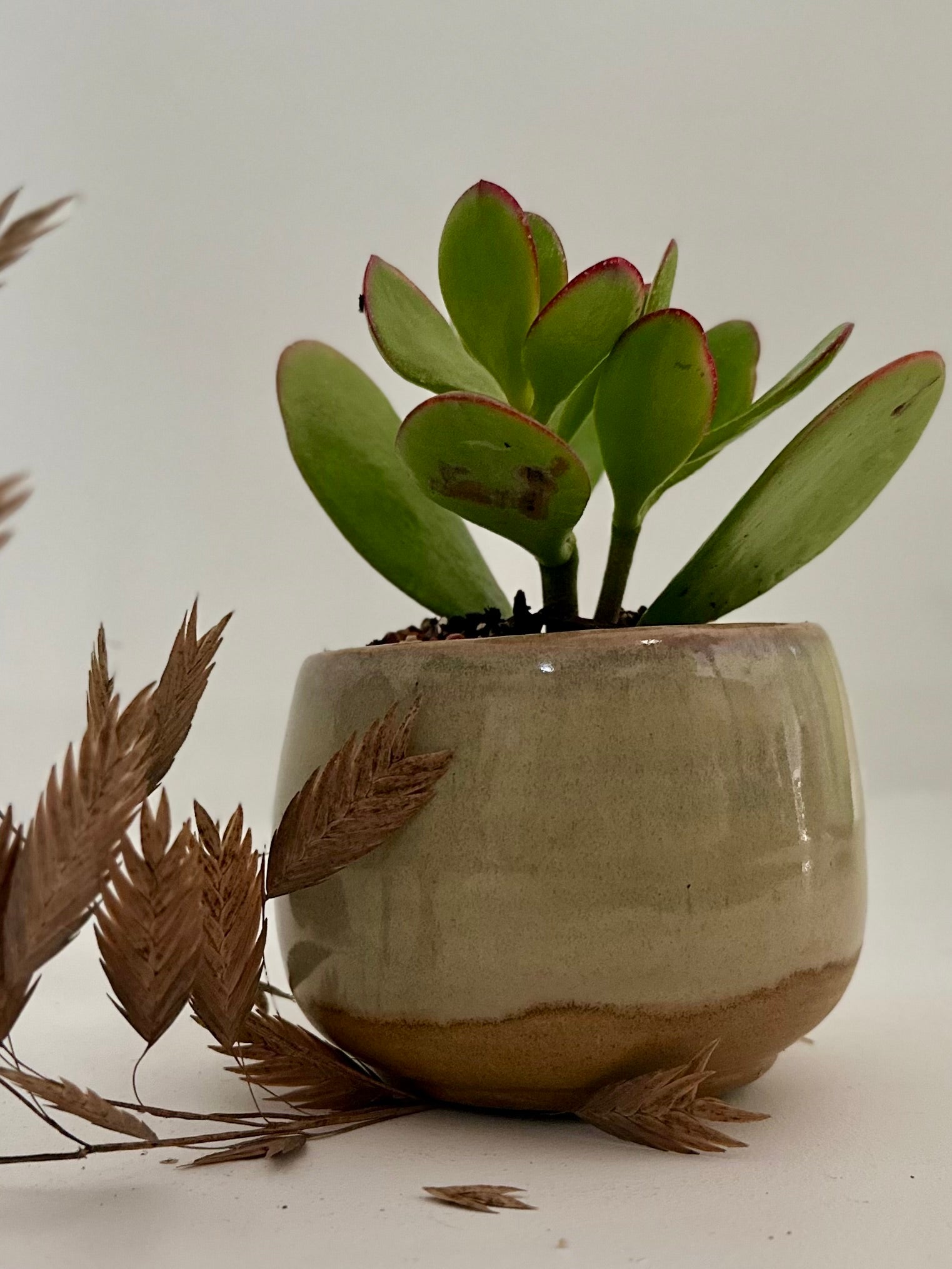 Pot sable - succulente